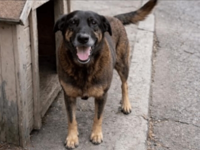 Morte de Orelha: Agressão Gratuita ou Psicopatia?